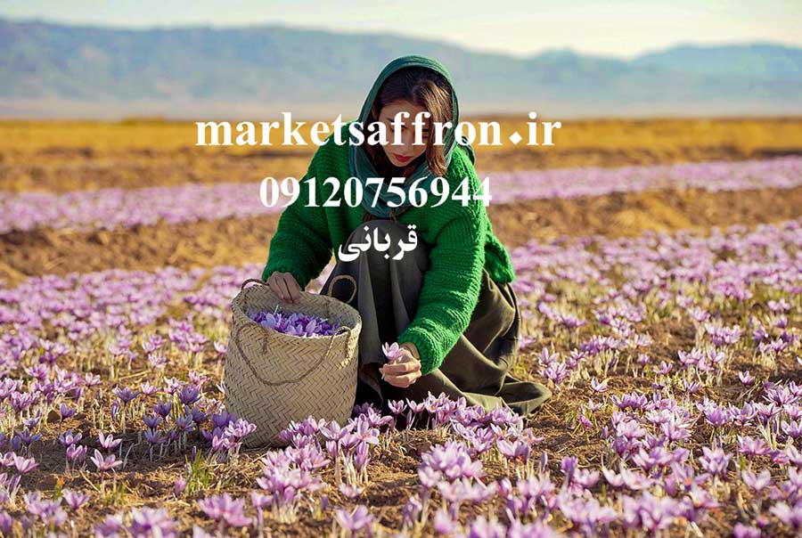 قیمت خرید زعفران کشاورزان در مشهد