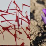 صادرات زعفران به اسپانیا